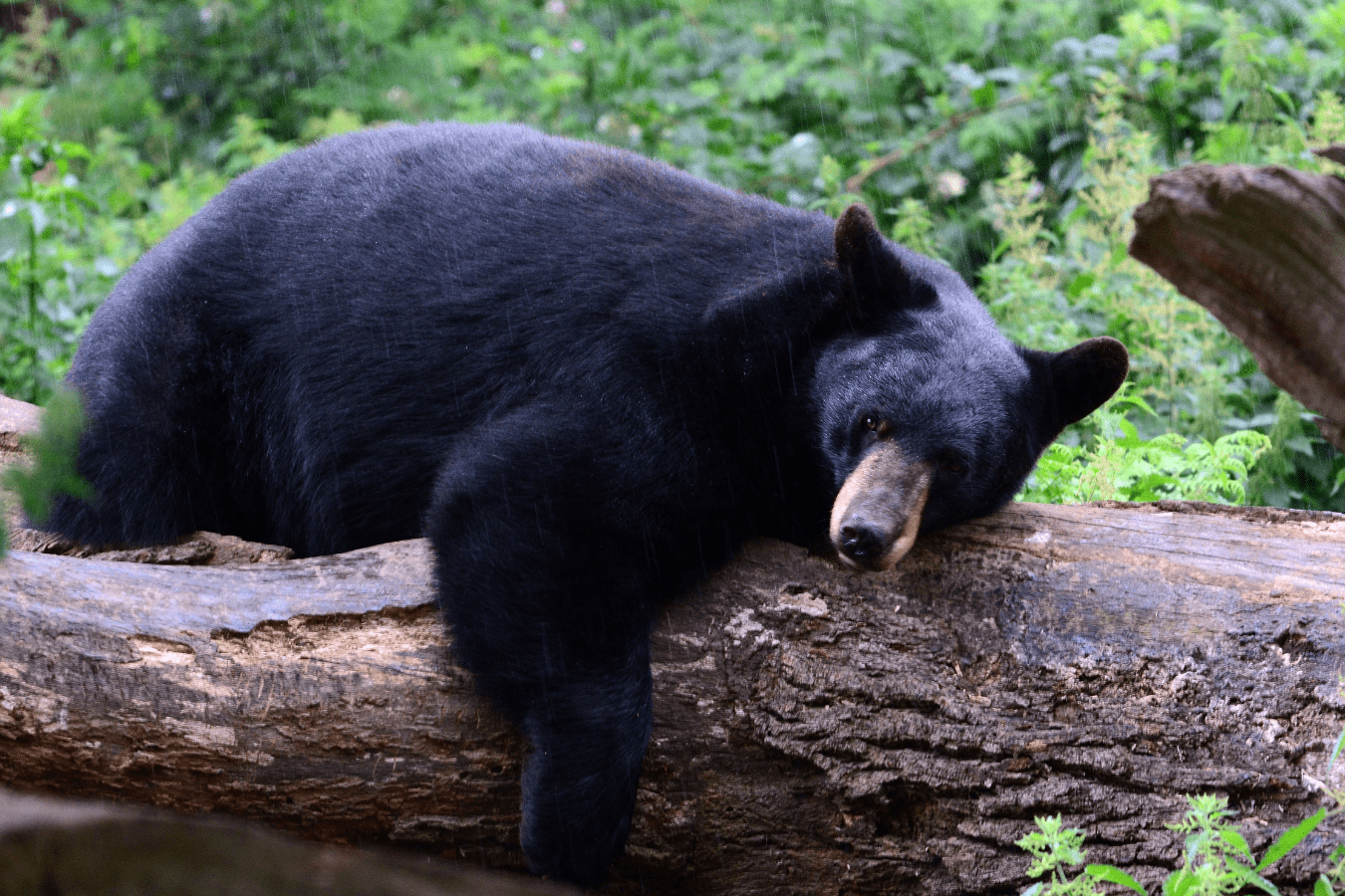 Black Bear Dream Meaning and Interpretation