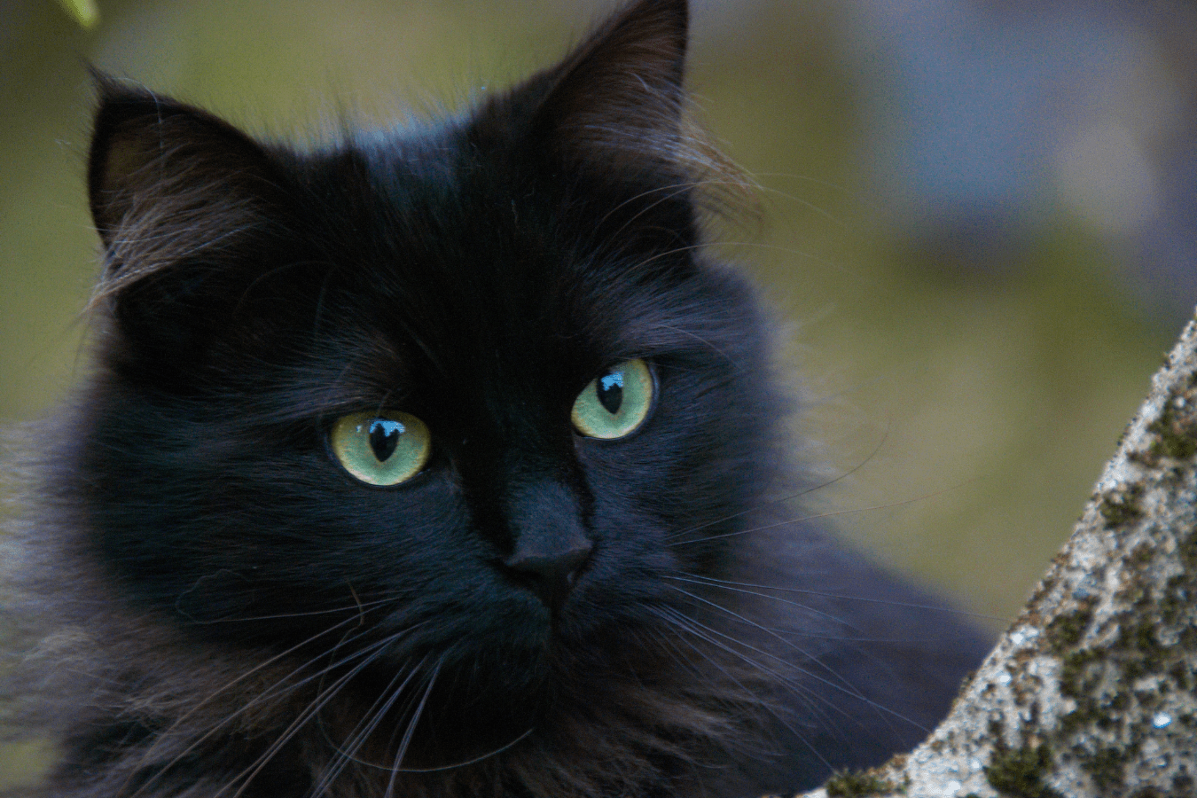 Black Cat Dream Meaning and Interpretation