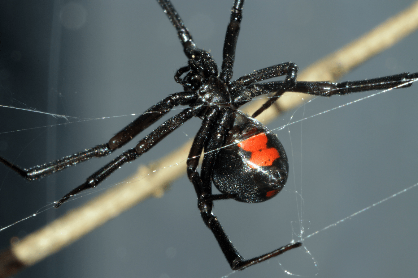 Black Spider in Dream Meaning