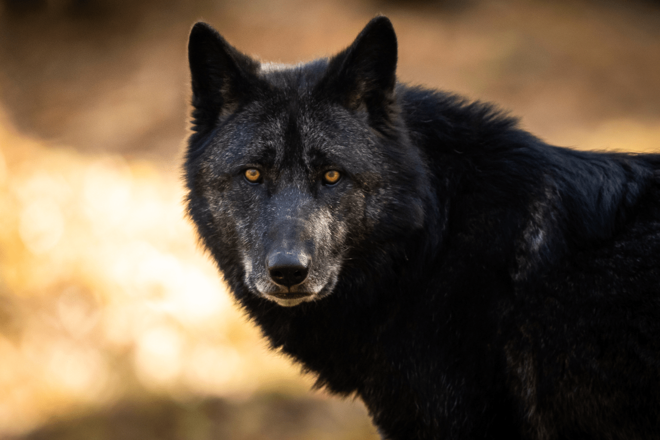 Black Wolf in Dream Meaning & Interpretation