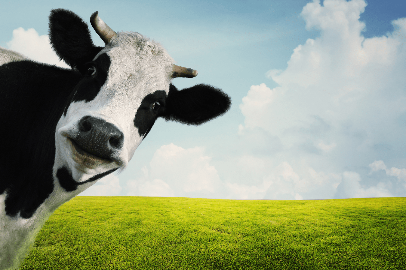 Cows in Dream Meaning & Symbolism