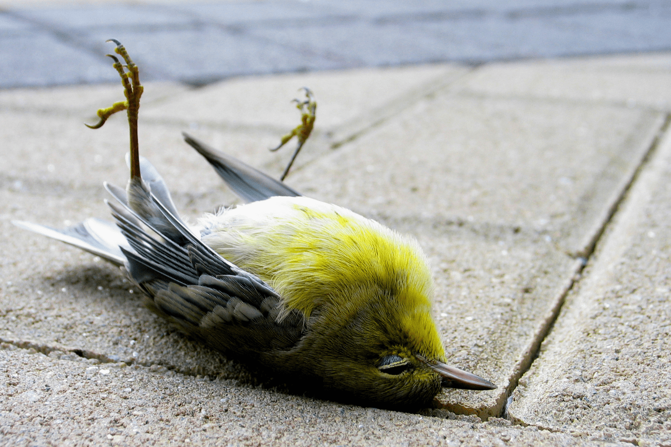 Dead Bird in Dream Meaning and Interpretations