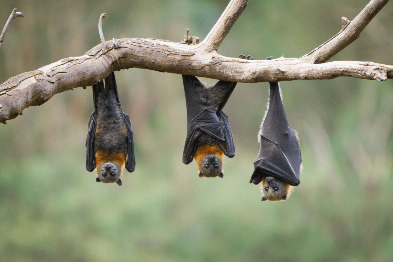 Dream About Bats Meaning: Fear, Change, Power & More