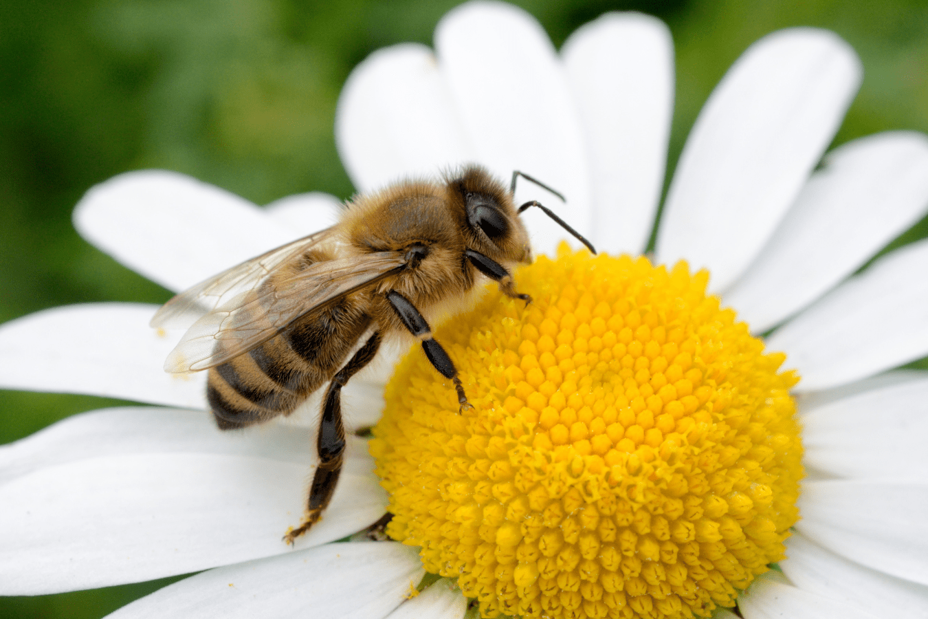 Dream About Bees: What Does it Mean?