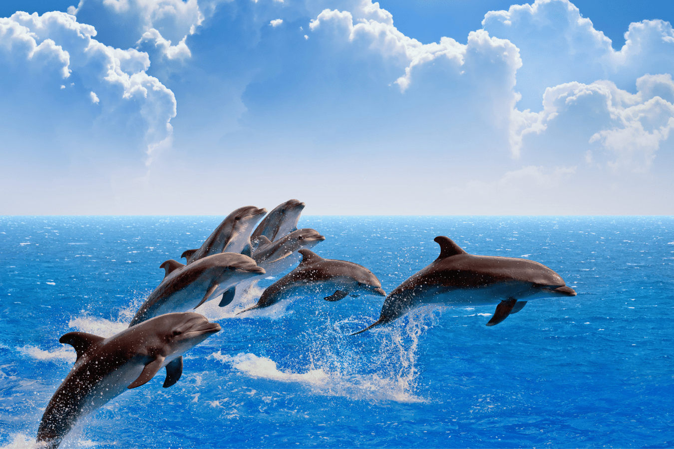 Dream About Dolphins: What Does it Mean?