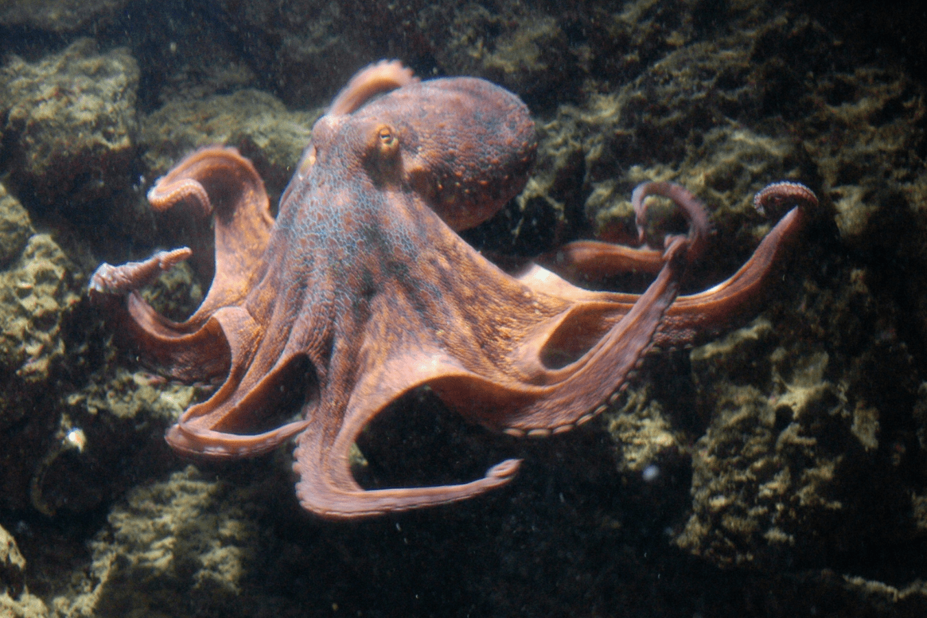 Dream About Octopus: What Does It Mean?