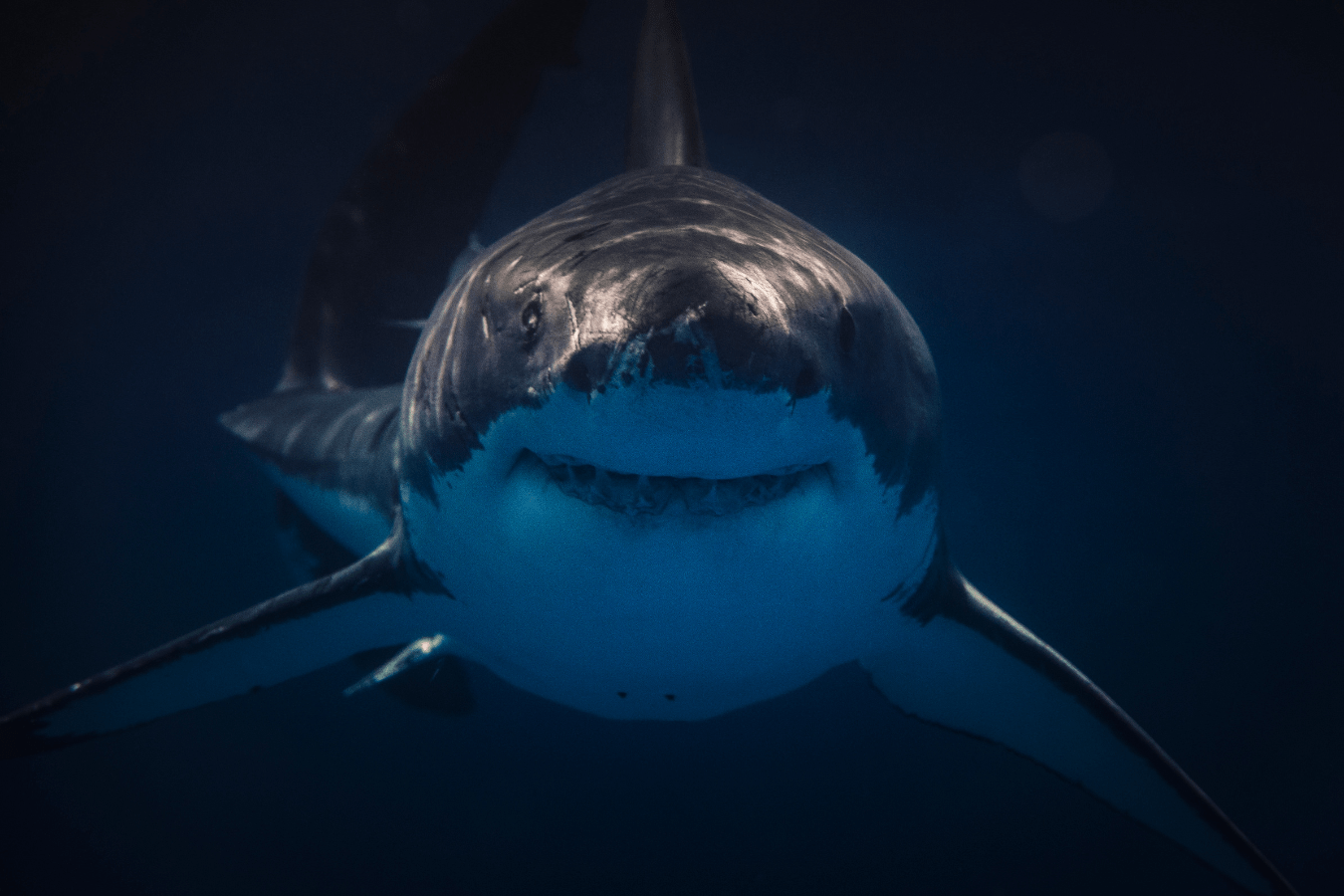 Dream About Sharks: What Does It Mean?