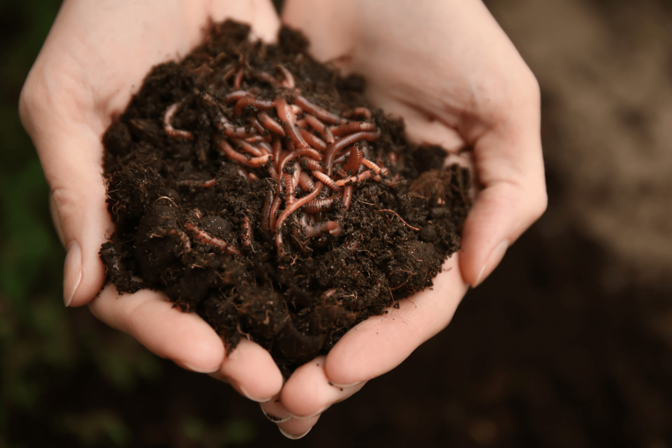 Dream About Worms: What Does It Mean?