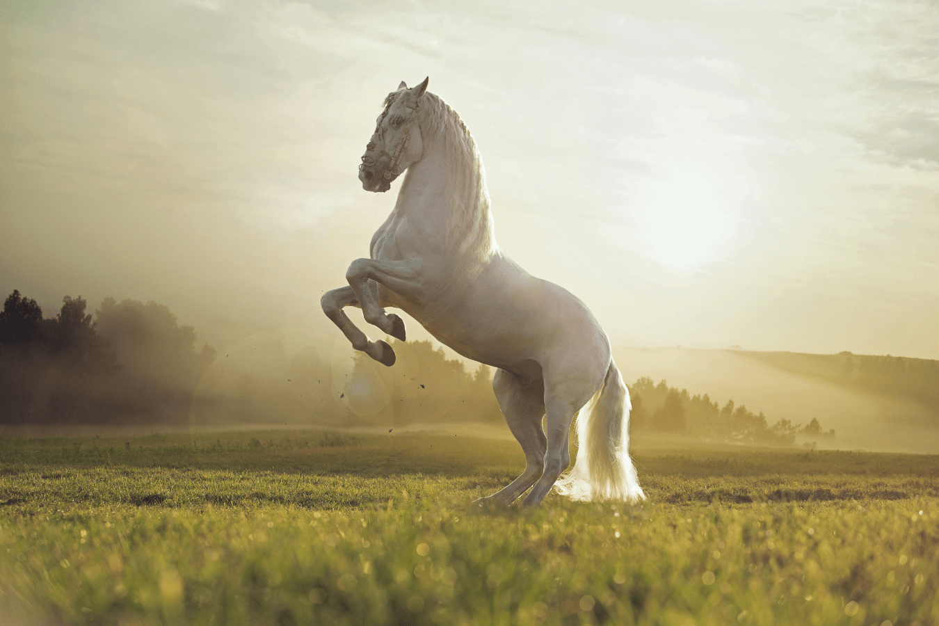 Dream of A White Horse: Meaning & Interpretation