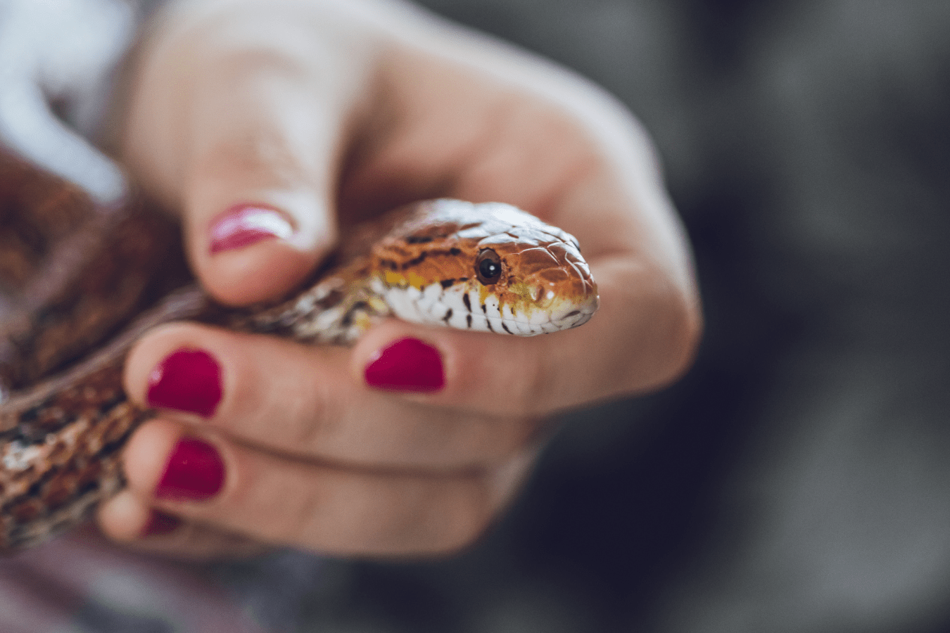 Dream of Killing a Snake: Meaning & Interpretation