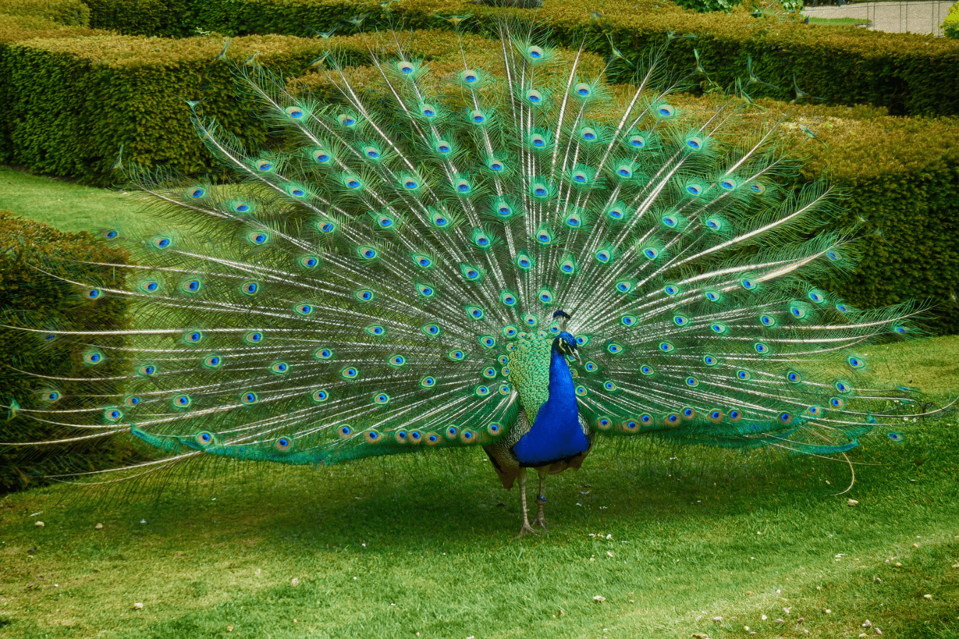 Dream of Peacock: What Does It Mean?