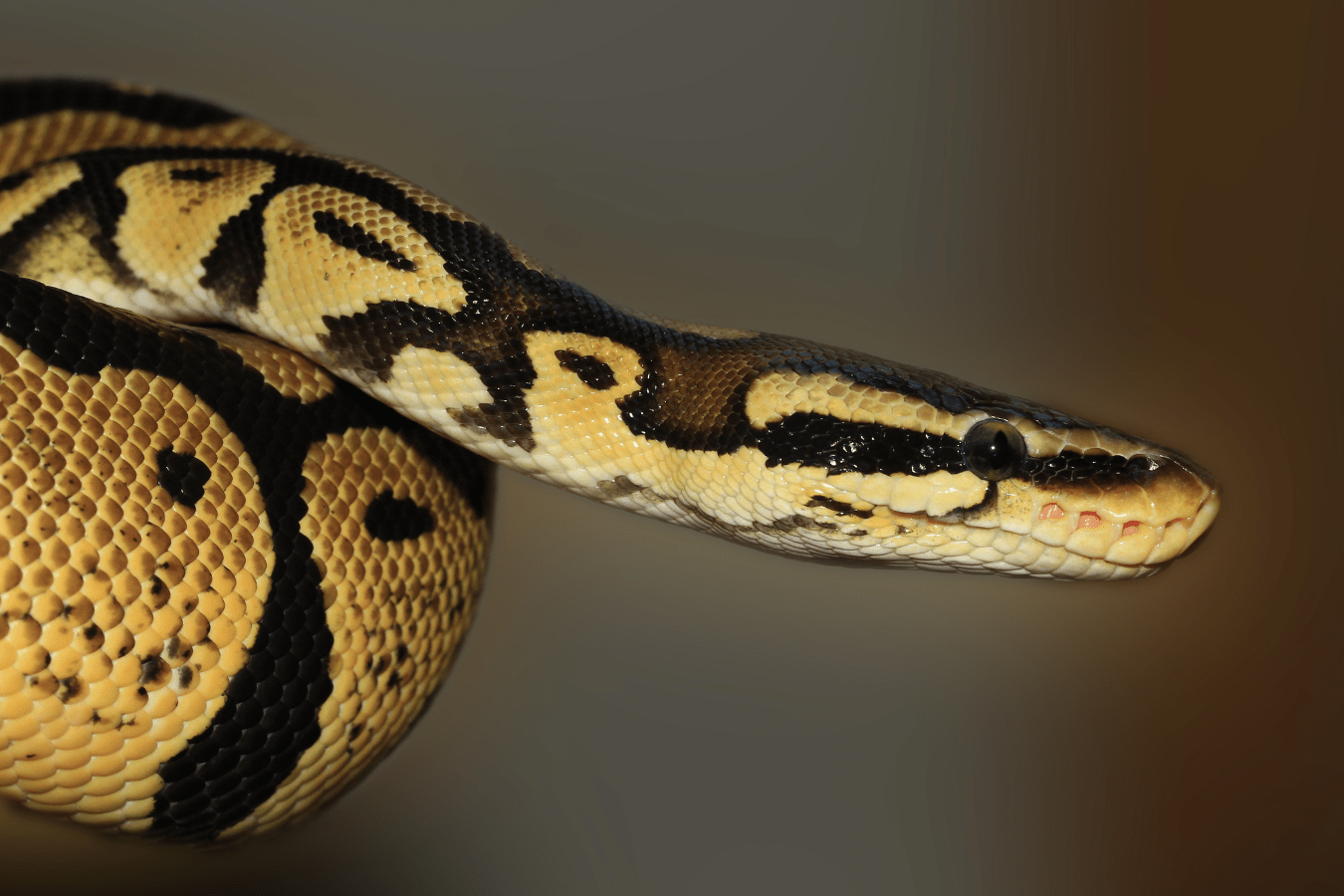 Dream of Python: Meaning & Interpretation