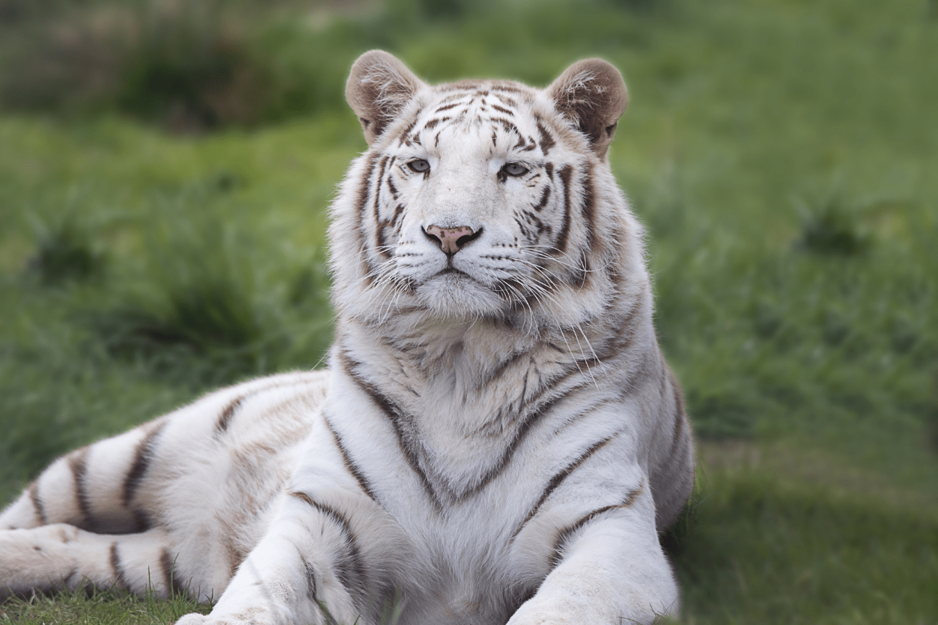 Dream of White Tiger Meaning & Symbolism