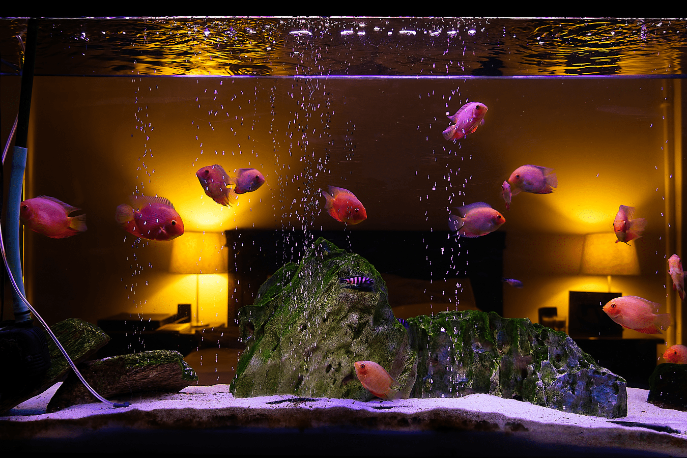 Dreaming of A Fish Tank Meaning & Symbolism