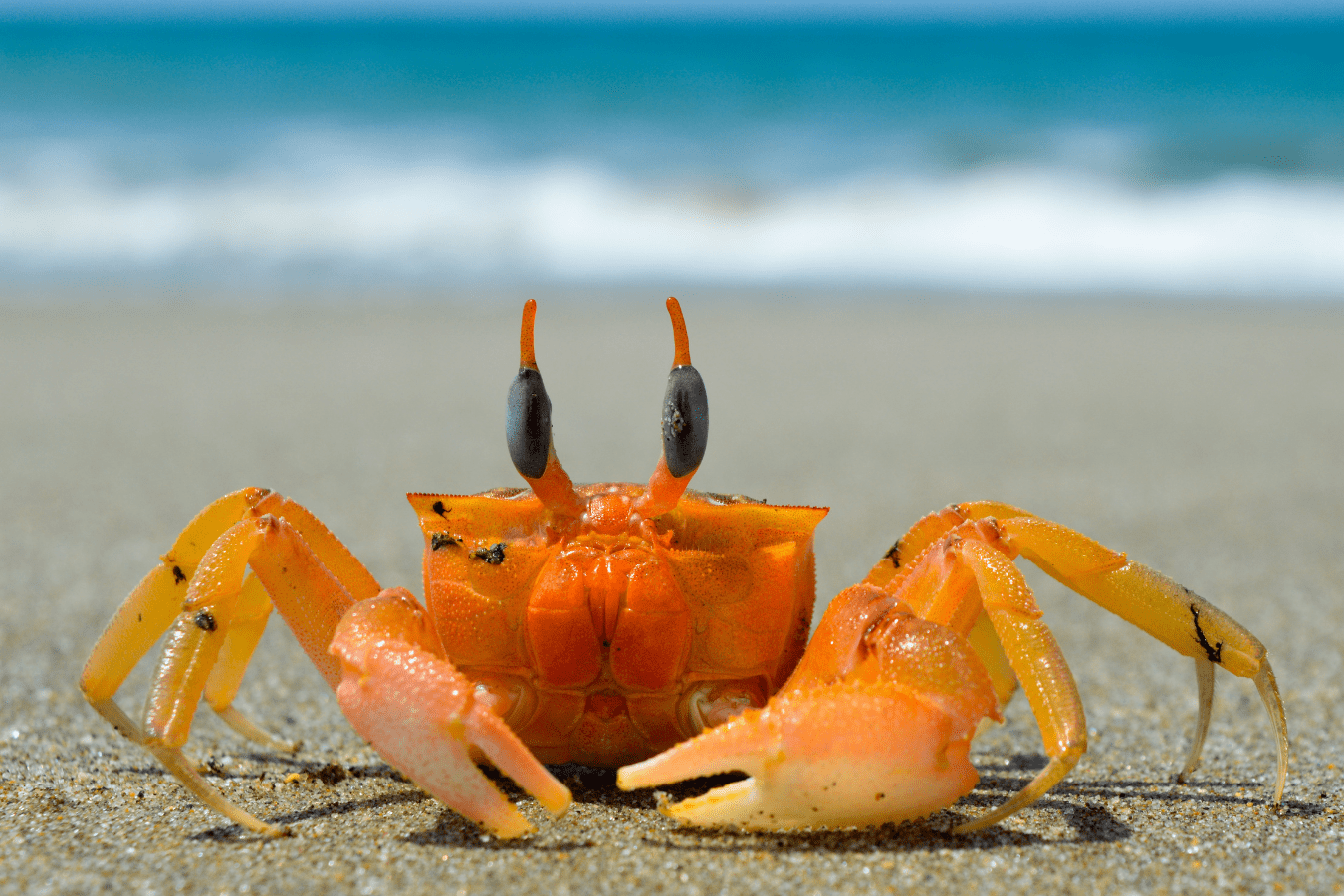 Dreaming of Crabs: Meaning & Interpretation