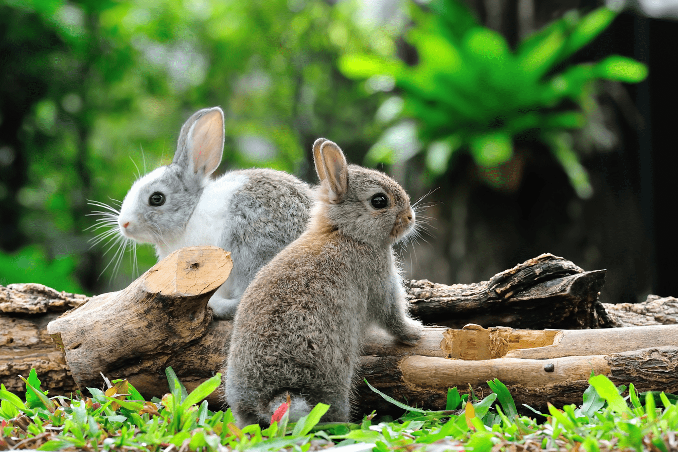 Dreaming of Rabbits: What Does it Mean?