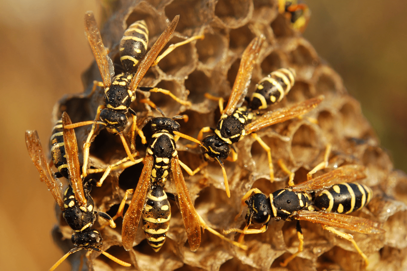 Dreaming of Wasps Meaning