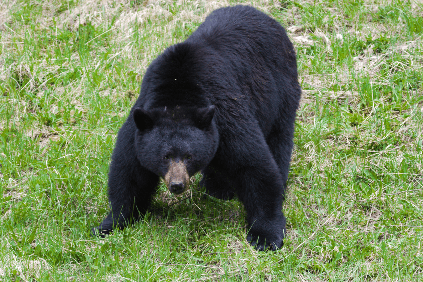 Dreams About Bears Attacking Meaning