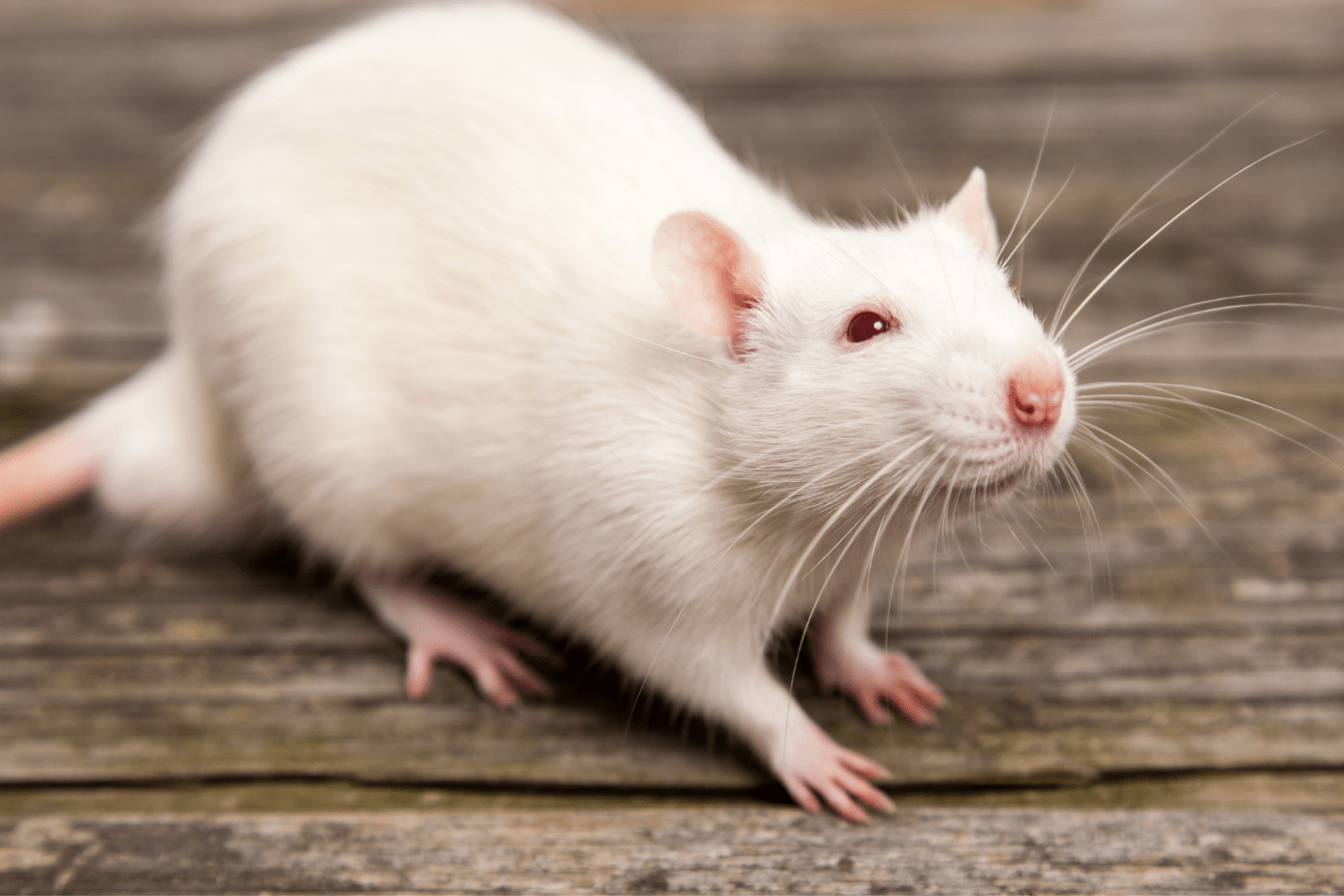 Dreams About White Rats: What Does It Mean?