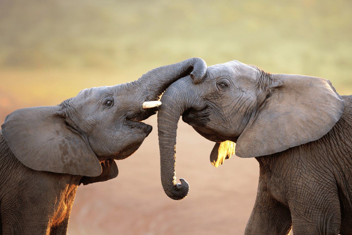 Elephant Dream Meaning: Symbolism, Astrology & More