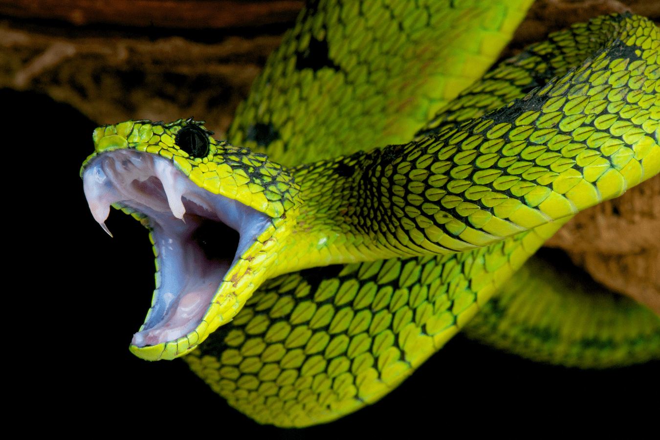 Green Snake in Dream Meaning and Interpretation
