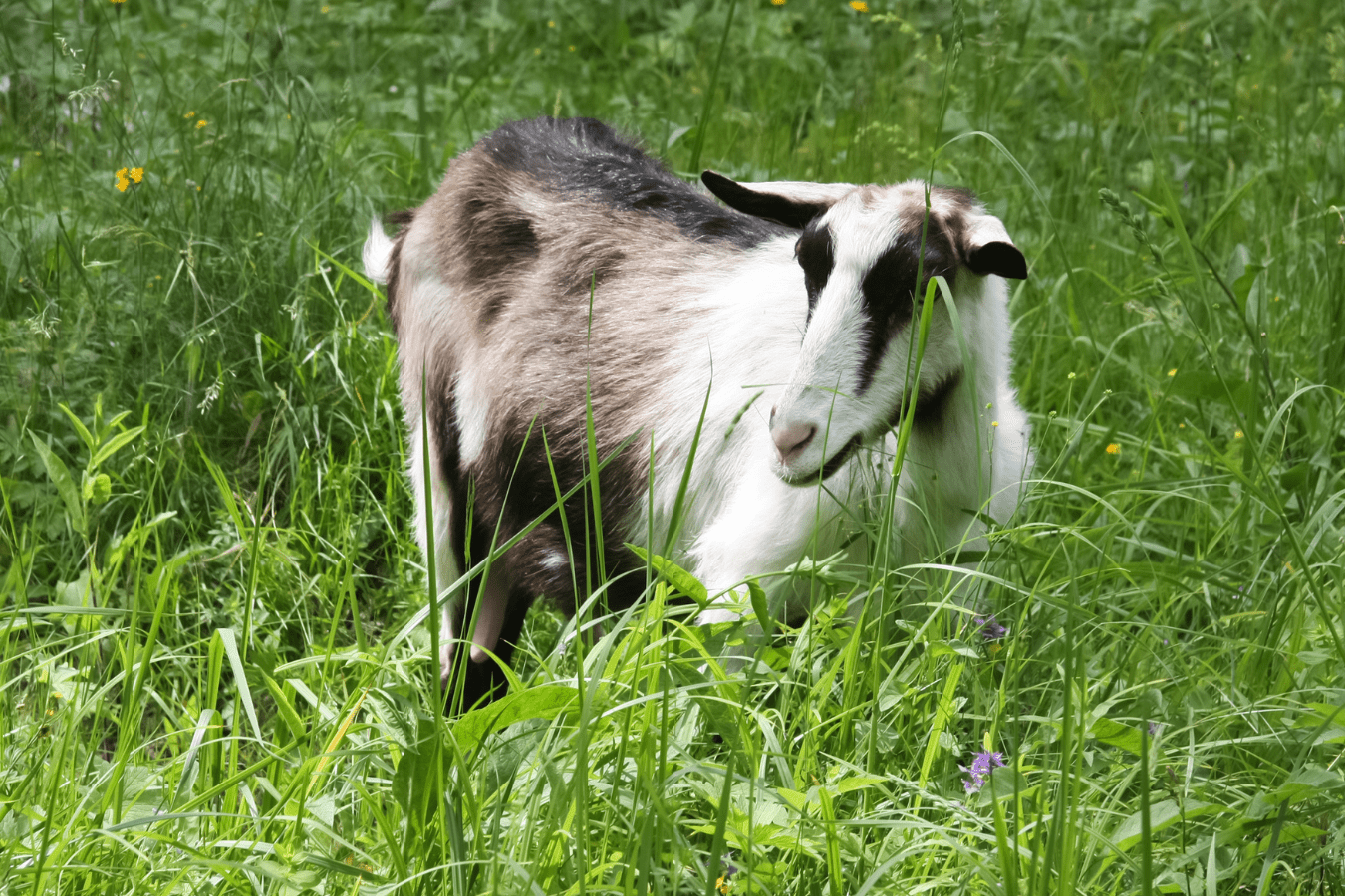 Most Common Goat Dream Meanings & Interpretations