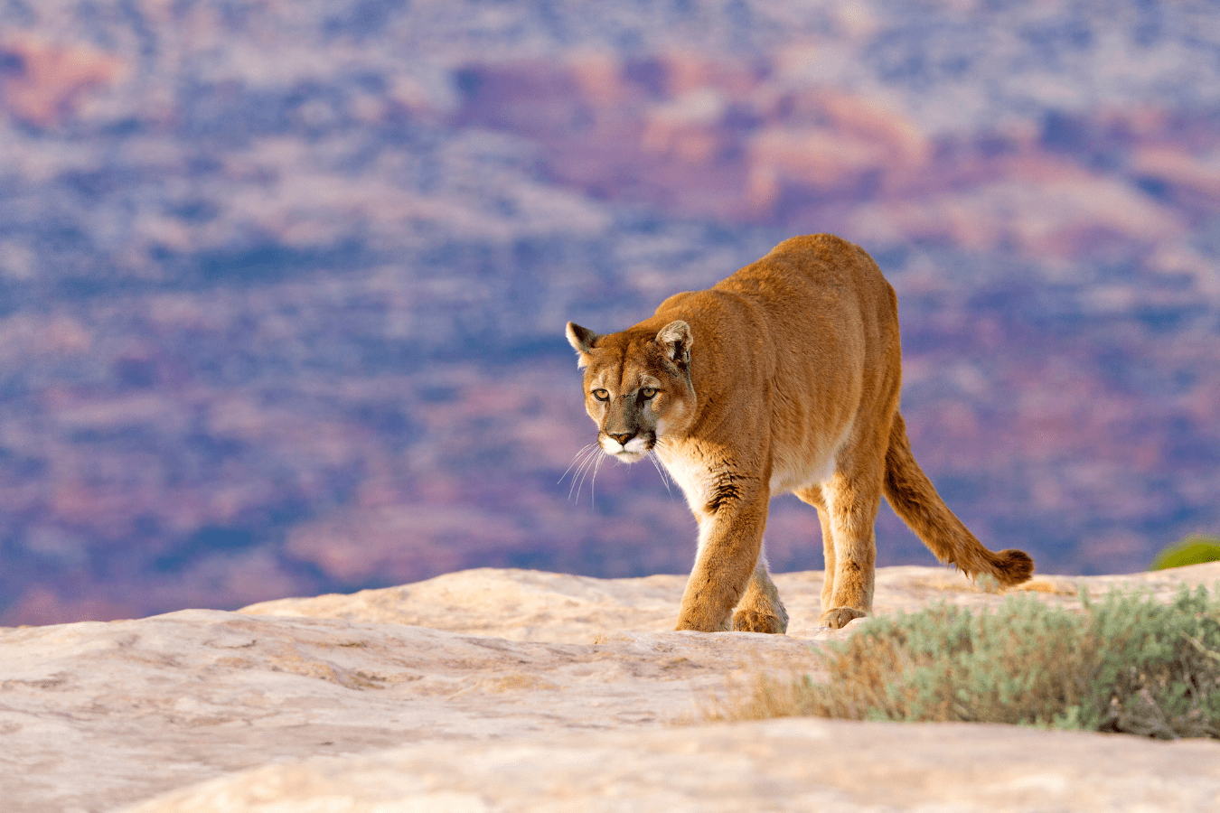 Mountain Lion Dream Meaning: Courage, Strength & More