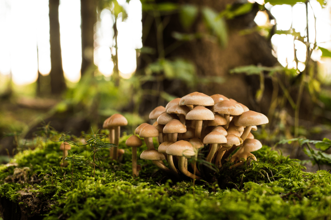 Mushroom Dream Meaning and Interpretations