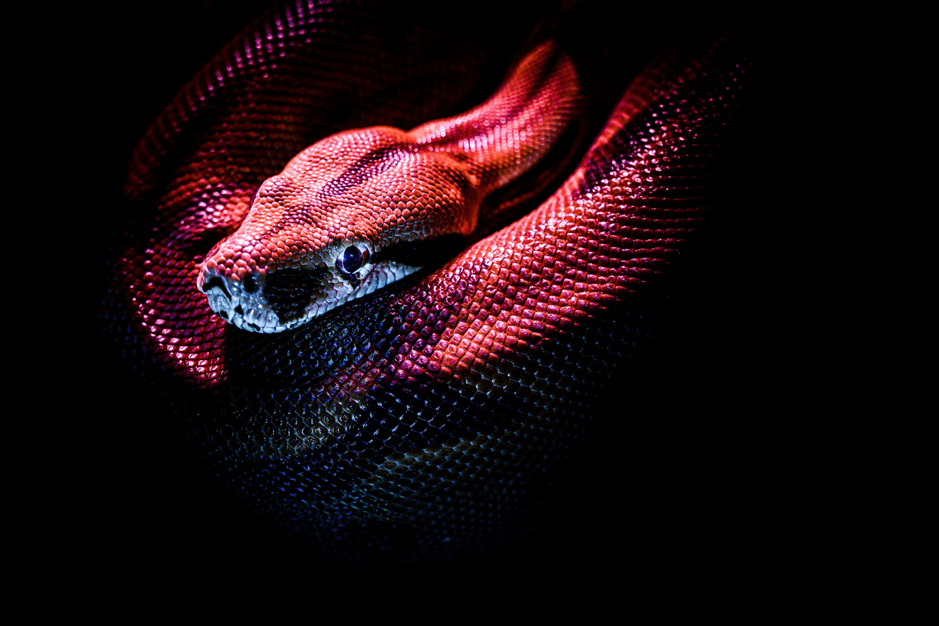 Red Snake in Dream Meaning and Symbolism