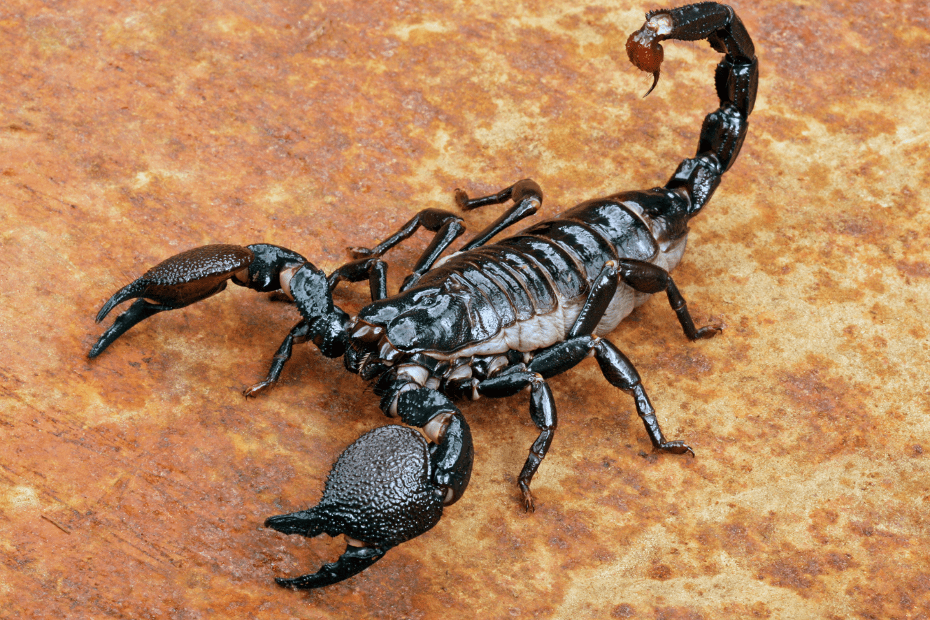 Scorpion Dream Meaning and Symbolism