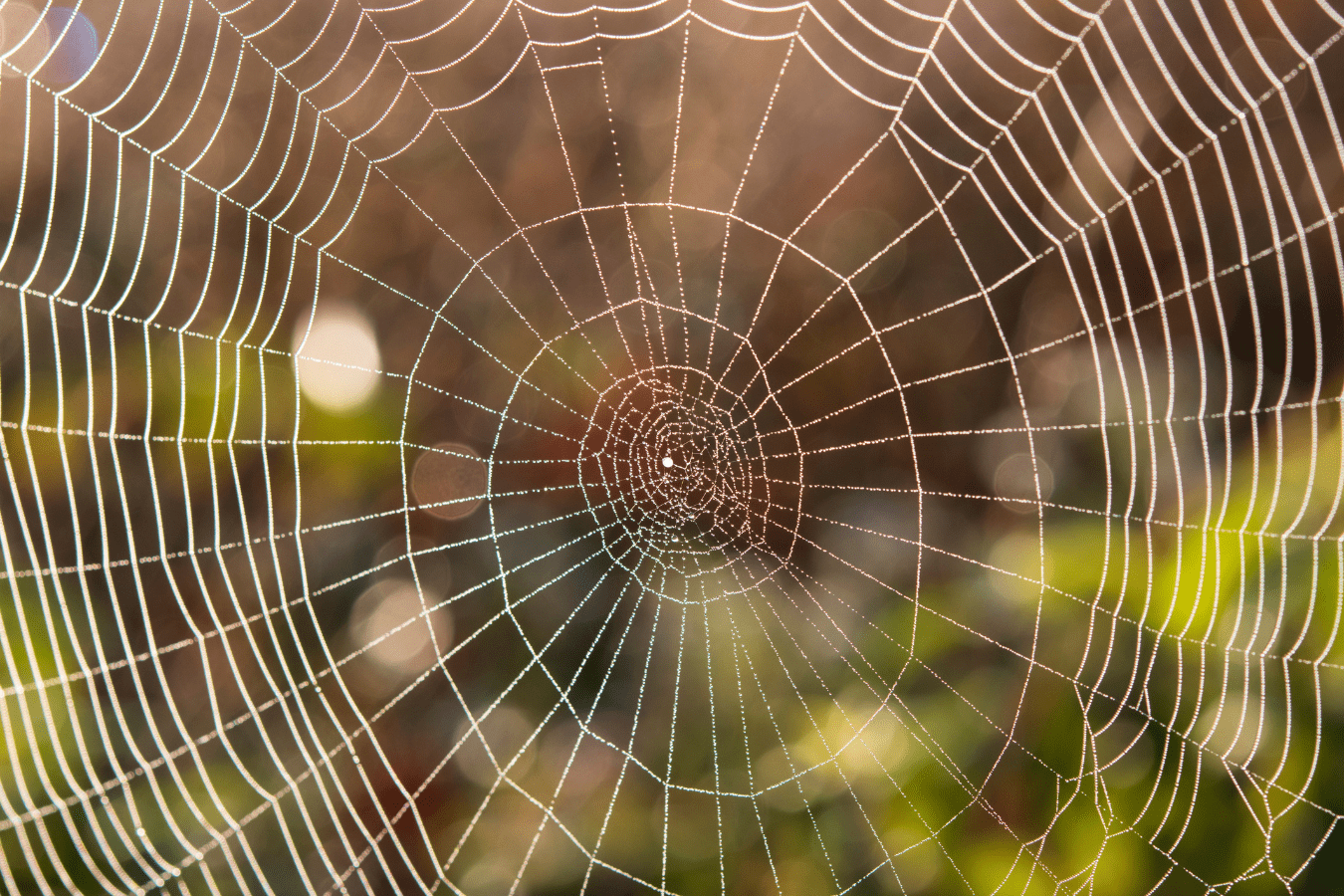 Spider Web Dream Meaning