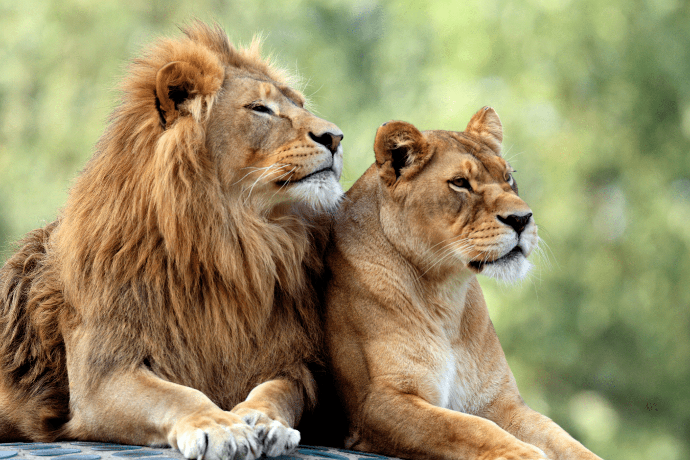 What Do Lions in Dreams Mean?