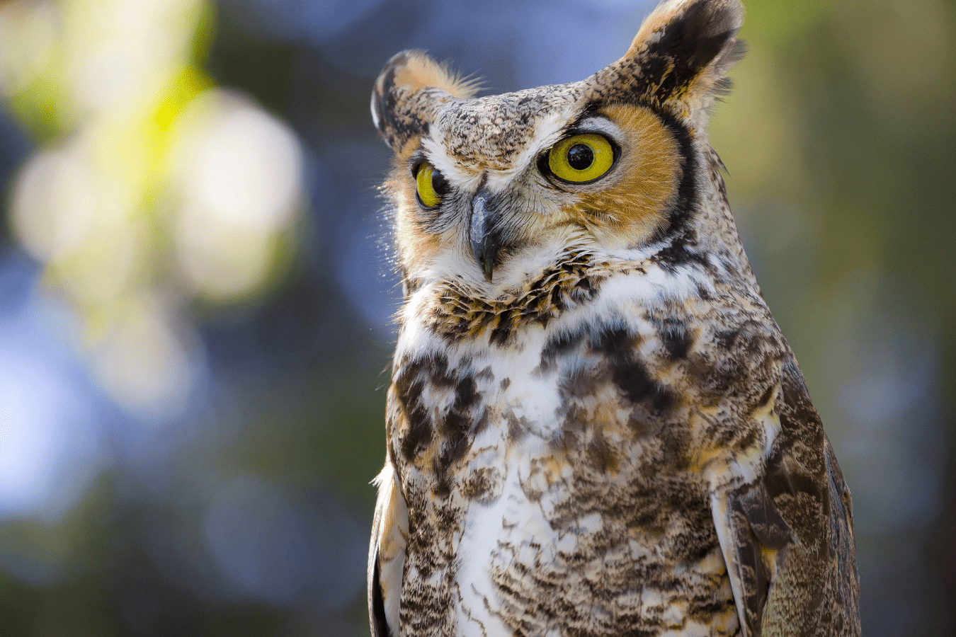 What Do Owls Mean in Dreams?