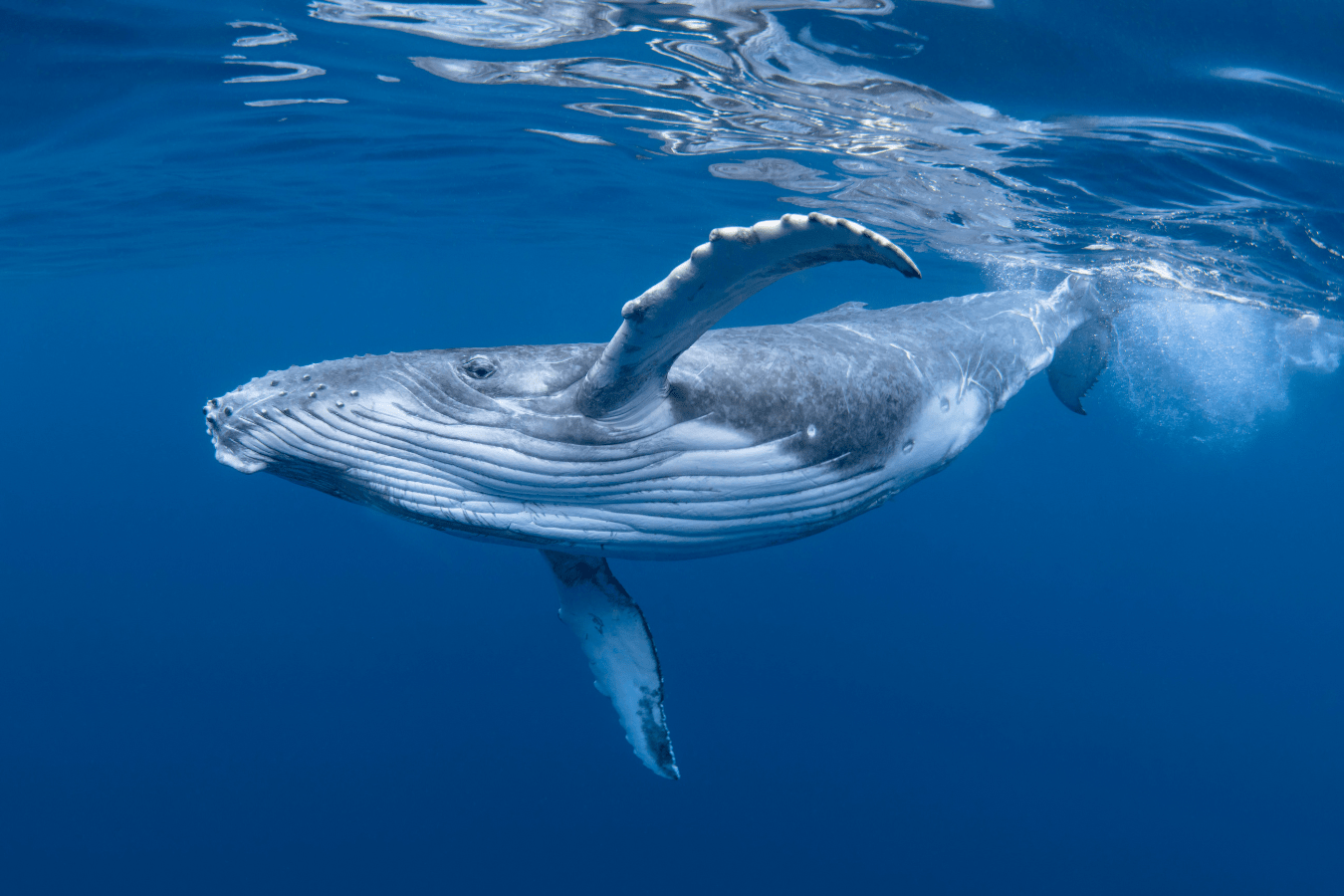 What Does Dreaming of Whales Mean?
