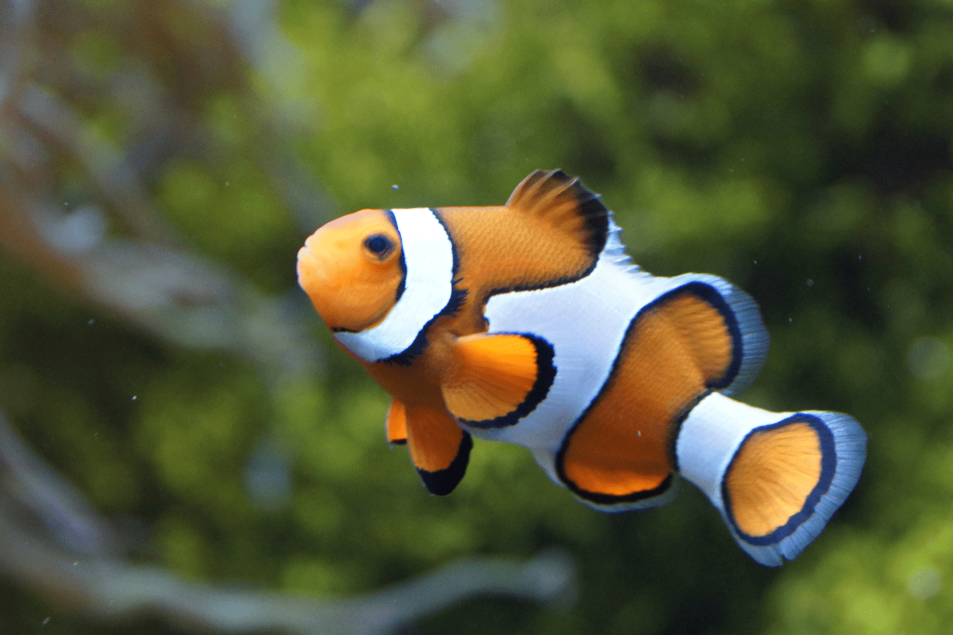 What Does It Mean When Dream About Fish?
