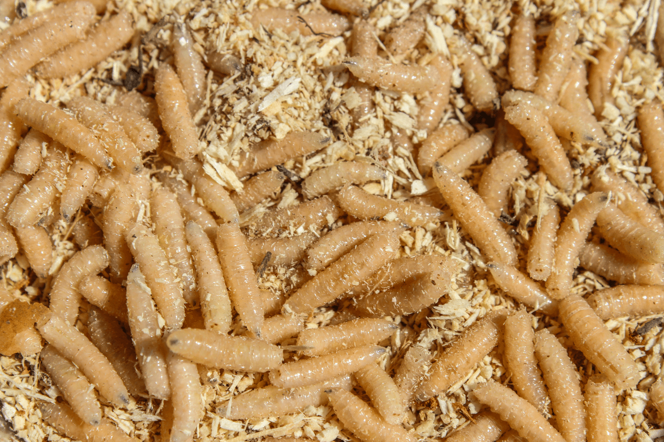 What Does It Mean to Dream of Maggots?