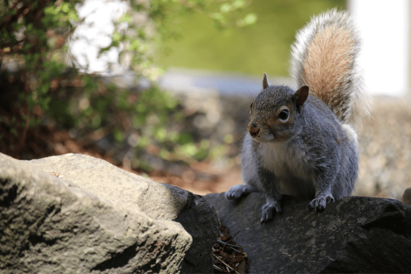 What Does It Mean to See a Squirrel in Dream?