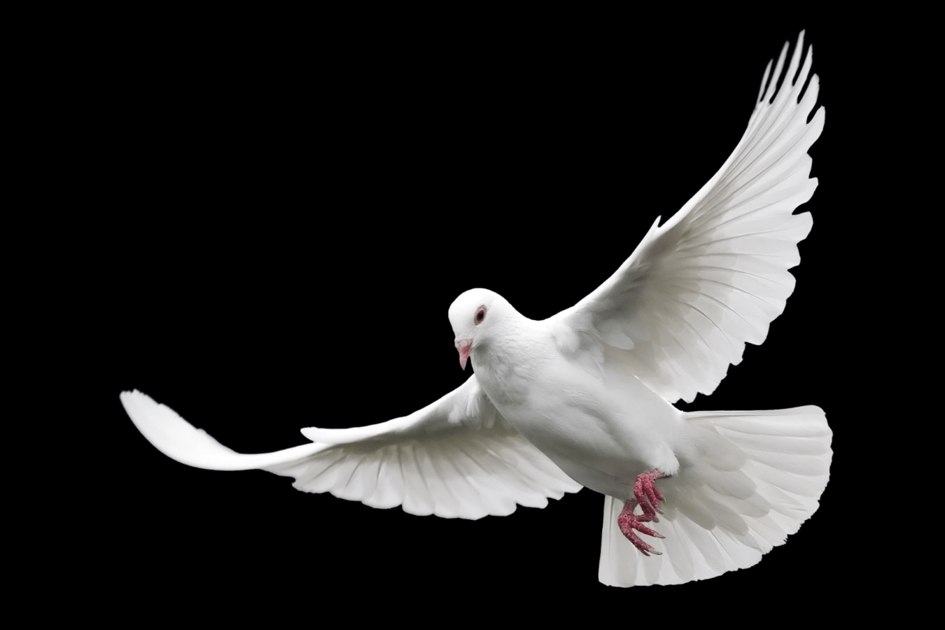 White Bird in Dream Meaning and Symbolism