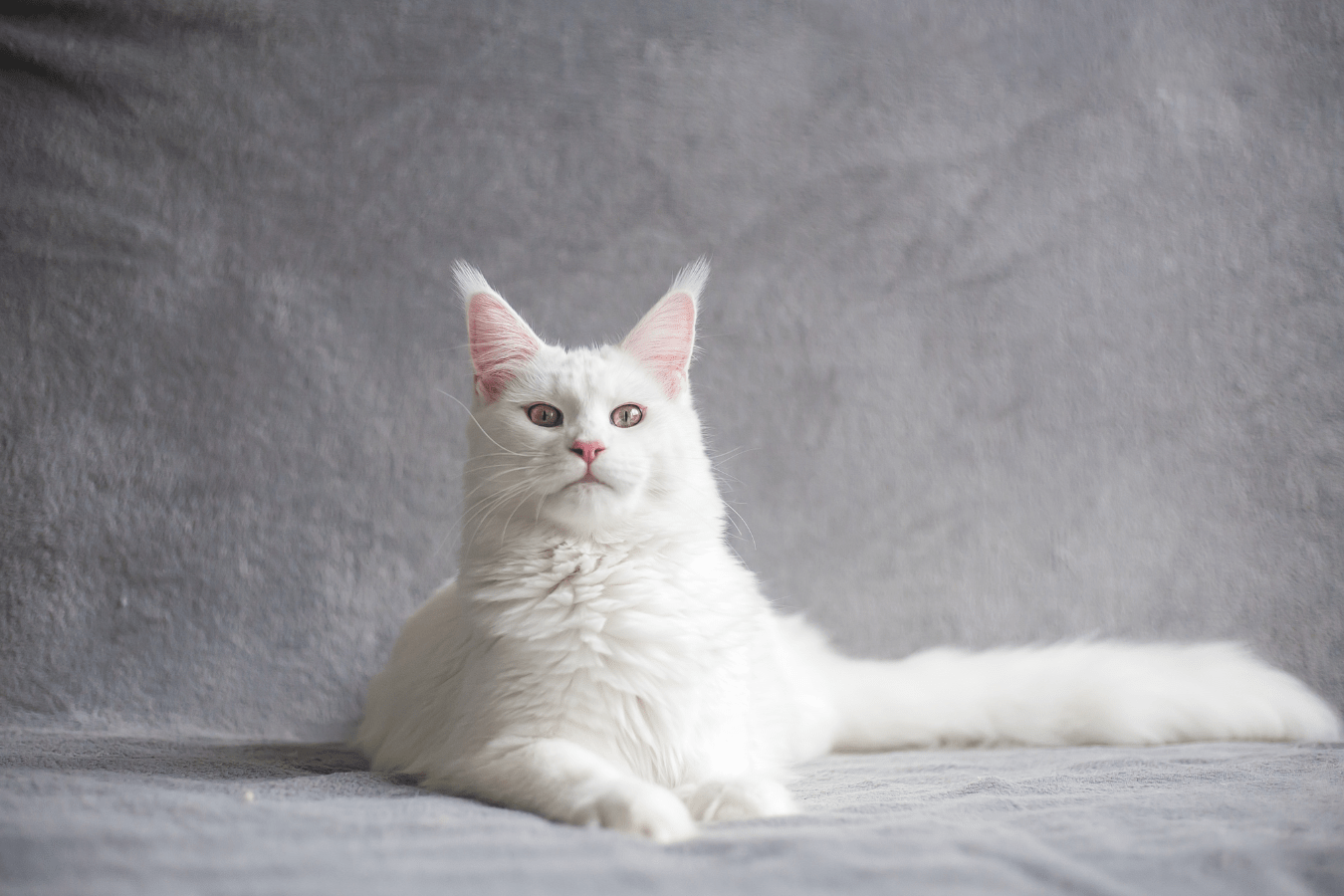 White Cat in Dream Meaning and Interpretation