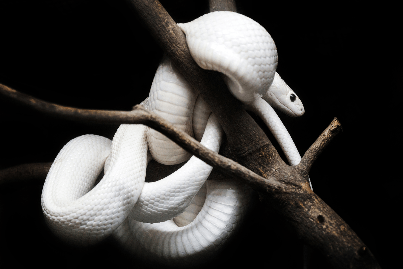 White Snake in Dream Meaning and Interpretation