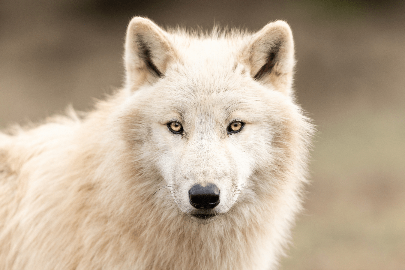 White Wolf in Dream Meaning & Symbolism